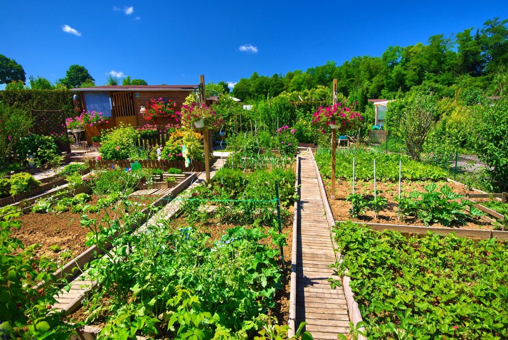 jardin potager