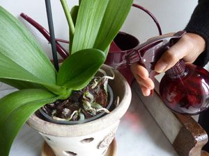 arroser-son-orchidee