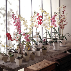 des-orchidees